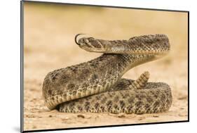 Texas, Hidalgo County. Western Diamondback Rattlesnake Coiled to Strike-Jaynes Gallery-Mounted Photographic Print