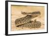 Texas, Hidalgo County. Western Diamondback Rattlesnake Coiled to Strike-Jaynes Gallery-Framed Photographic Print