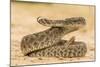 Texas, Hidalgo County. Western Diamondback Rattlesnake Coiled to Strike-Jaynes Gallery-Mounted Photographic Print
