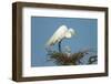 Texas, High Island, Smith Oaks Rookery. Great Egret Parent at Nest with Chicks-Jaynes Gallery-Framed Photographic Print