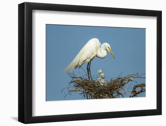 Texas, High Island, Smith Oaks Rookery. Great Egret Parent at Nest with Chicks-Jaynes Gallery-Framed Photographic Print