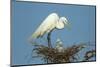 Texas, High Island, Smith Oaks Rookery. Great Egret Parent at Nest with Chicks-Jaynes Gallery-Mounted Photographic Print