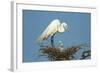 Texas, High Island, Smith Oaks Rookery. Great Egret Parent at Nest with Chicks-Jaynes Gallery-Framed Photographic Print