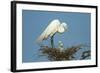 Texas, High Island, Smith Oaks Rookery. Great Egret Parent at Nest with Chicks-Jaynes Gallery-Framed Photographic Print