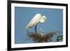 Texas, High Island, Smith Oaks Rookery. Great Egret Parent at Nest with Chicks-Jaynes Gallery-Framed Photographic Print