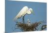 Texas, High Island, Smith Oaks Rookery. Great Egret Parent at Nest with Chicks-Jaynes Gallery-Mounted Photographic Print