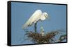 Texas, High Island, Smith Oaks Rookery. Great Egret Parent at Nest with Chicks-Jaynes Gallery-Framed Stretched Canvas