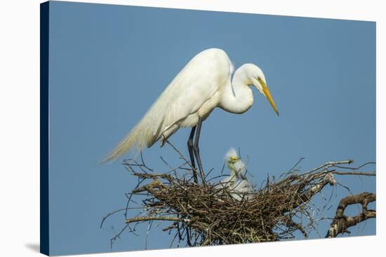 Texas, High Island, Smith Oaks Rookery. Great Egret Parent at Nest with Chicks-Jaynes Gallery-Stretched Canvas