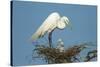 Texas, High Island, Smith Oaks Rookery. Great Egret Parent at Nest with Chicks-Jaynes Gallery-Stretched Canvas