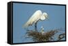 Texas, High Island, Smith Oaks Rookery. Great Egret Parent at Nest with Chicks-Jaynes Gallery-Framed Stretched Canvas