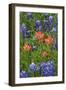 Texas Hill Country wildflowers, Texas. Bluebonnets and Indian Paintbrush-Gayle Harper-Framed Photographic Print