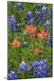 Texas Hill Country wildflowers, Texas. Bluebonnets and Indian Paintbrush-Gayle Harper-Mounted Photographic Print