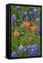 Texas Hill Country wildflowers, Texas. Bluebonnets and Indian Paintbrush-Gayle Harper-Framed Stretched Canvas