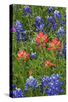 Texas Hill Country wildflowers, Texas. Bluebonnets and Indian Paintbrush-Gayle Harper-Stretched Canvas