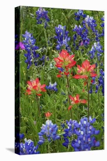 Texas Hill Country wildflowers, Texas. Bluebonnets and Indian Paintbrush-Gayle Harper-Stretched Canvas