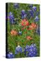 Texas Hill Country wildflowers, Texas. Bluebonnets and Indian Paintbrush-Gayle Harper-Stretched Canvas