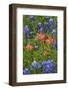 Texas Hill Country wildflowers, Texas. Bluebonnets and Indian Paintbrush-Gayle Harper-Framed Photographic Print