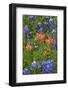 Texas Hill Country wildflowers, Texas. Bluebonnets and Indian Paintbrush-Gayle Harper-Framed Photographic Print