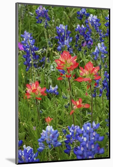 Texas Hill Country wildflowers, Texas. Bluebonnets and Indian Paintbrush-Gayle Harper-Mounted Photographic Print
