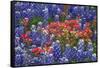 Texas Hill Country wildflowers, Texas. Bluebonnets and Indian Paintbrush-Gayle Harper-Framed Stretched Canvas