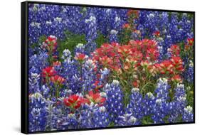 Texas Hill Country wildflowers, Texas. Bluebonnets and Indian Paintbrush-Gayle Harper-Framed Stretched Canvas