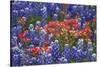 Texas Hill Country wildflowers, Texas. Bluebonnets and Indian Paintbrush-Gayle Harper-Stretched Canvas