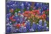 Texas Hill Country wildflowers, Texas. Bluebonnets and Indian Paintbrush-Gayle Harper-Mounted Photographic Print