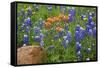 Texas Hill Country wildflowers, Texas. Bluebonnets and Indian Paintbrushes-Gayle Harper-Framed Stretched Canvas