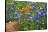 Texas Hill Country wildflowers, Texas. Bluebonnets and Indian Paintbrushes-Gayle Harper-Stretched Canvas