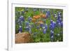 Texas Hill Country wildflowers, Texas. Bluebonnets and Indian Paintbrushes-Gayle Harper-Framed Photographic Print
