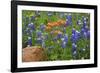 Texas Hill Country wildflowers, Texas. Bluebonnets and Indian Paintbrushes-Gayle Harper-Framed Photographic Print