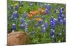 Texas Hill Country wildflowers, Texas. Bluebonnets and Indian Paintbrushes-Gayle Harper-Mounted Photographic Print