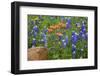 Texas Hill Country wildflowers, Texas. Bluebonnets and Indian Paintbrushes-Gayle Harper-Framed Photographic Print