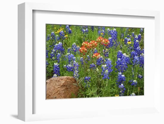 Texas Hill Country wildflowers, Texas. Bluebonnets and Indian Paintbrushes-Gayle Harper-Framed Photographic Print