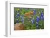 Texas Hill Country wildflowers, Texas. Bluebonnets and Indian Paintbrushes-Gayle Harper-Framed Photographic Print