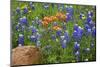 Texas Hill Country wildflowers, Texas. Bluebonnets and Indian Paintbrushes-Gayle Harper-Mounted Photographic Print