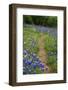 Texas Hill Country wildflowers, 'Willow City Loop' between Fredericksburg and Llano-Gayle Harper-Framed Photographic Print