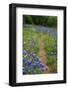 Texas Hill Country wildflowers, 'Willow City Loop' between Fredericksburg and Llano-Gayle Harper-Framed Photographic Print