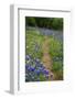 Texas Hill Country wildflowers, 'Willow City Loop' between Fredericksburg and Llano-Gayle Harper-Framed Photographic Print