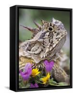 Texas Horned Lizard Adult Head Portrait, Texas, Usa, April-Rolf Nussbaumer-Framed Stretched Canvas