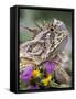 Texas Horned Lizard Adult Head Portrait, Texas, Usa, April-Rolf Nussbaumer-Framed Stretched Canvas