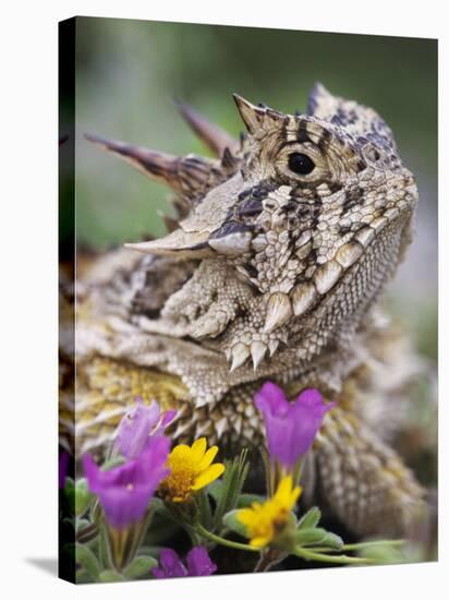 Texas Horned Lizard Adult Head Portrait, Texas, Usa, April-Rolf Nussbaumer-Stretched Canvas