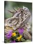 Texas Horned Lizard Adult Head Portrait, Texas, Usa, April-Rolf Nussbaumer-Stretched Canvas