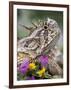 Texas Horned Lizard Adult Head Portrait, Texas, Usa, April-Rolf Nussbaumer-Framed Premium Photographic Print