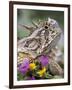 Texas Horned Lizard Adult Head Portrait, Texas, Usa, April-Rolf Nussbaumer-Framed Premium Photographic Print