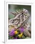 Texas Horned Lizard Adult Head Portrait, Texas, Usa, April-Rolf Nussbaumer-Framed Premium Photographic Print