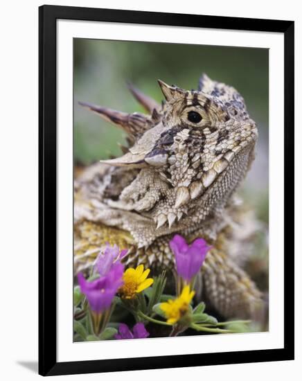 Texas Horned Lizard Adult Head Portrait, Texas, Usa, April-Rolf Nussbaumer-Framed Premium Photographic Print