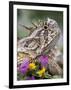 Texas Horned Lizard Adult Head Portrait, Texas, Usa, April-Rolf Nussbaumer-Framed Premium Photographic Print