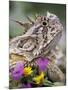 Texas Horned Lizard Adult Head Portrait, Texas, Usa, April-Rolf Nussbaumer-Mounted Premium Photographic Print