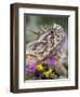 Texas Horned Lizard Adult Head Portrait, Texas, Usa, April-Rolf Nussbaumer-Framed Premium Photographic Print